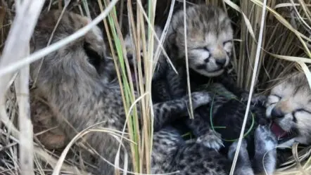 Cheetah | కూనోలో చిరుత కూన‌ల సంద‌డి.. వీడియో చూశారా..?