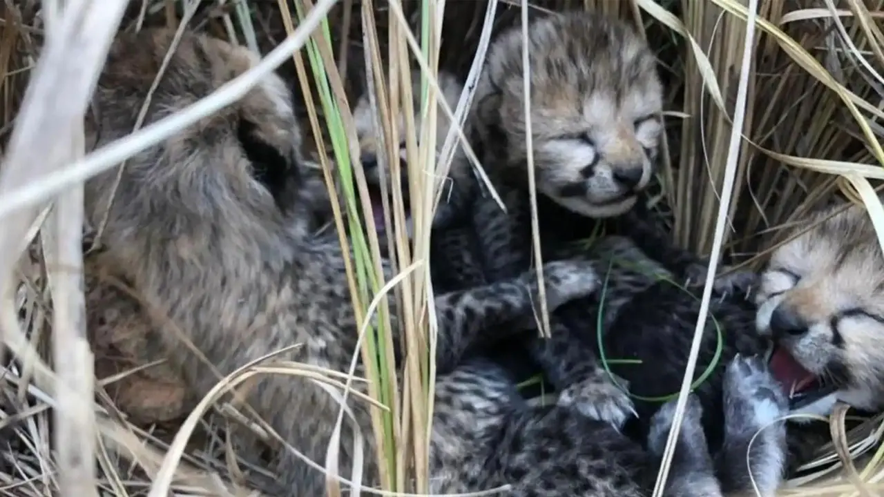 Cheetah | కూనోలో చిరుత కూన‌ల సంద‌డి.. వీడియో చూశారా..?