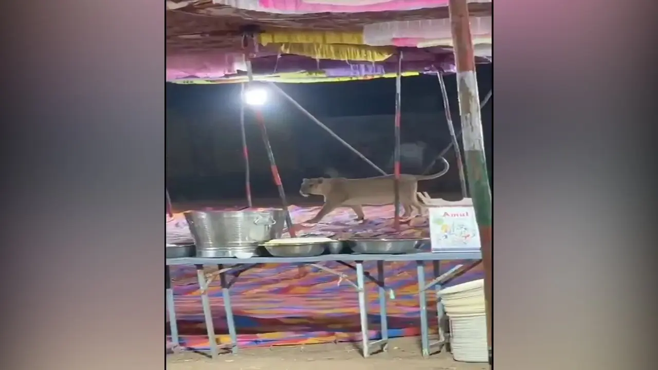 king of the jungle | వివాహ విందుకు ఊహించ‌ని అతిథులు.. ఫ్యామిలీతో వ‌చ్చిన జంగిల్ కింగ్‌