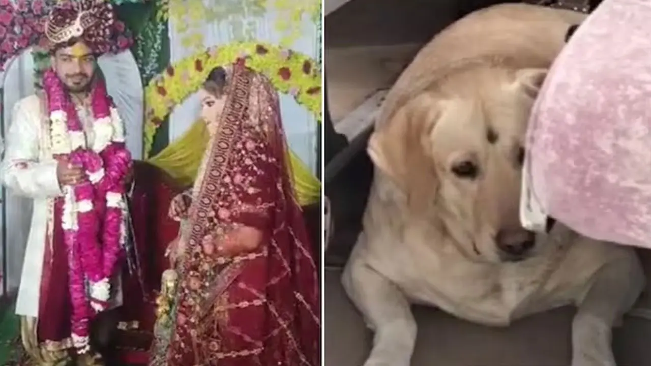 UP wedding | పెంపుడు కుక్క‌ను కొట్టార‌ని.. పెళ్లి ర‌ద్దు చేసుకున్న వ‌ధువు