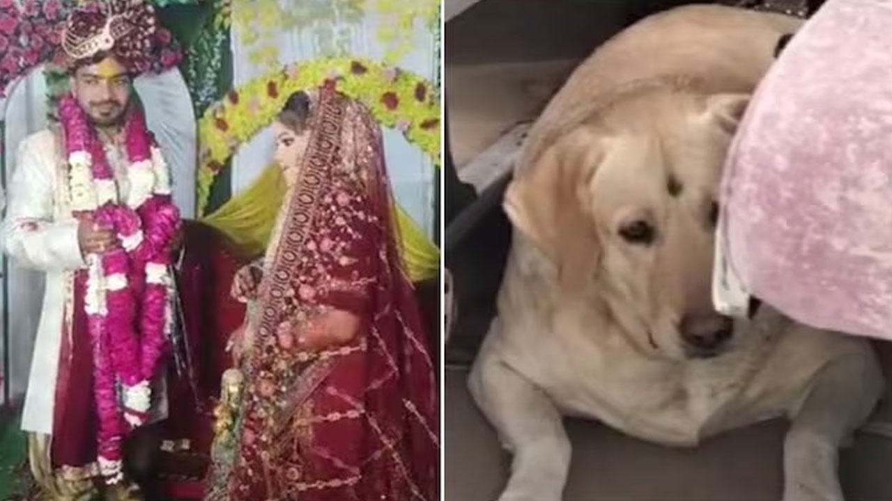 Wedding cancelled for a dog in up