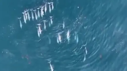Dolphins | కొంక‌ణ్ తీరంలో అరుదైన దృశ్యం.. ఒకేసారి 75 డాల్ఫిన్లు క‌నువిందు