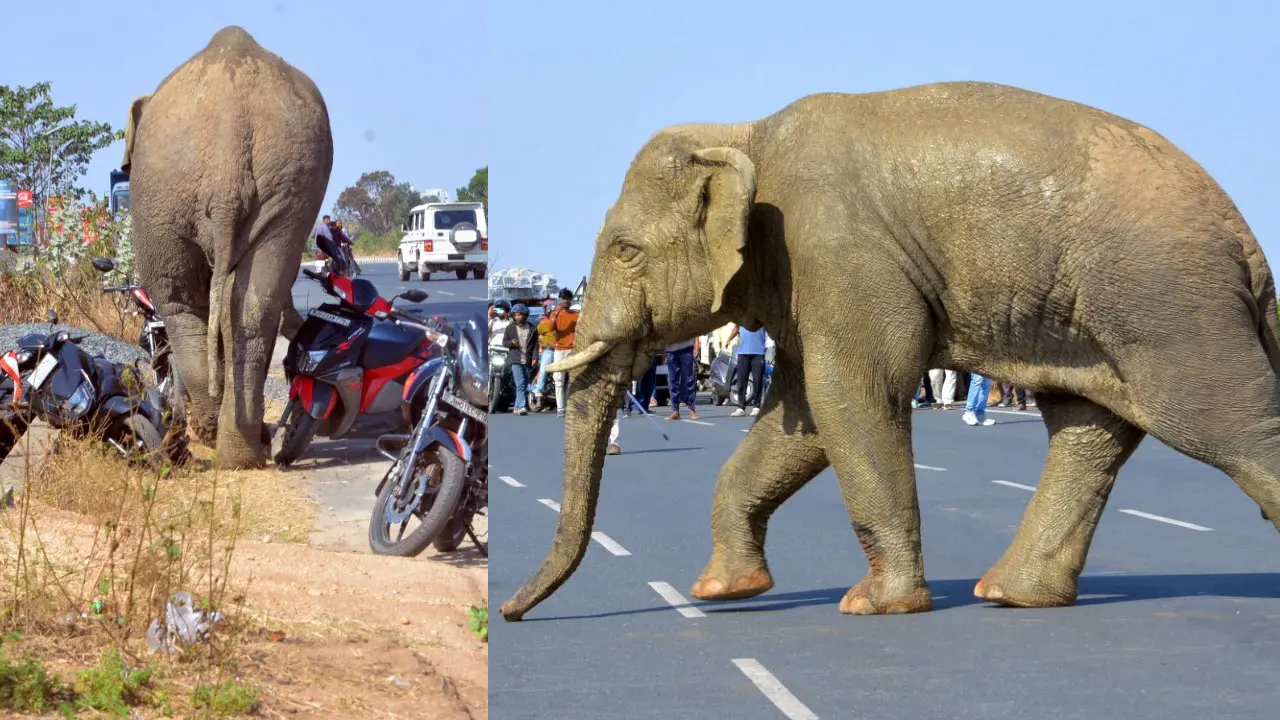 Wild Elephant : నగరంలో ఏనుగు విధ్వంసం !
