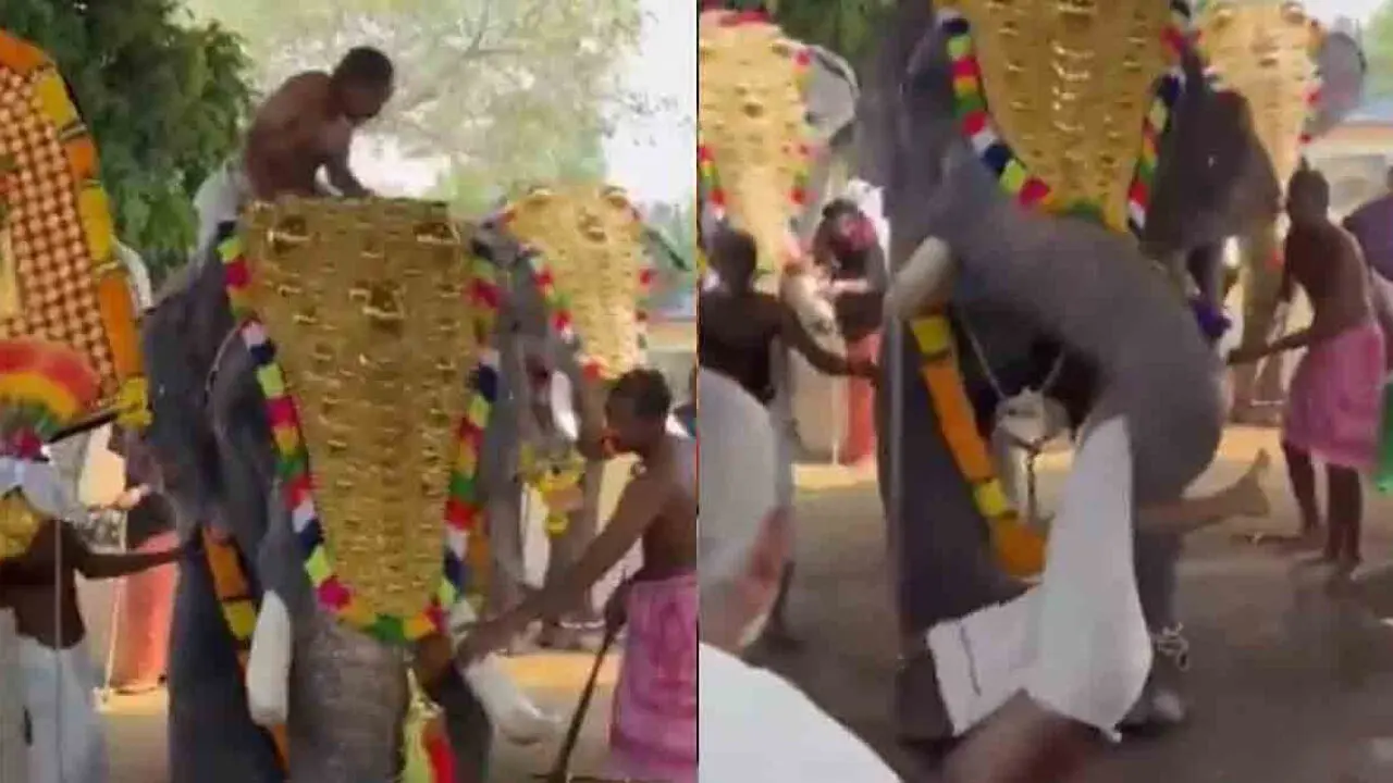 Aggressive Elephant | ఓ వ్య‌క్తిని తొండంతో విసిరిప‌డేసిన గ‌జ‌రాజు