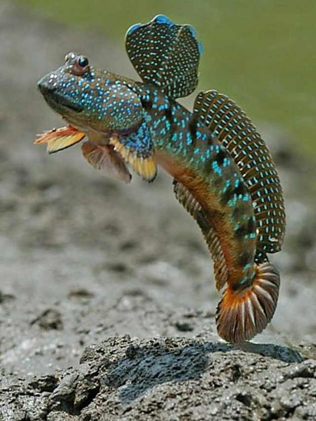 నడుస్తుంది, గాలిలో ఎగురుతుంది.. ఈ వింత చేపను ఎప్పుడైనా చూశారా?