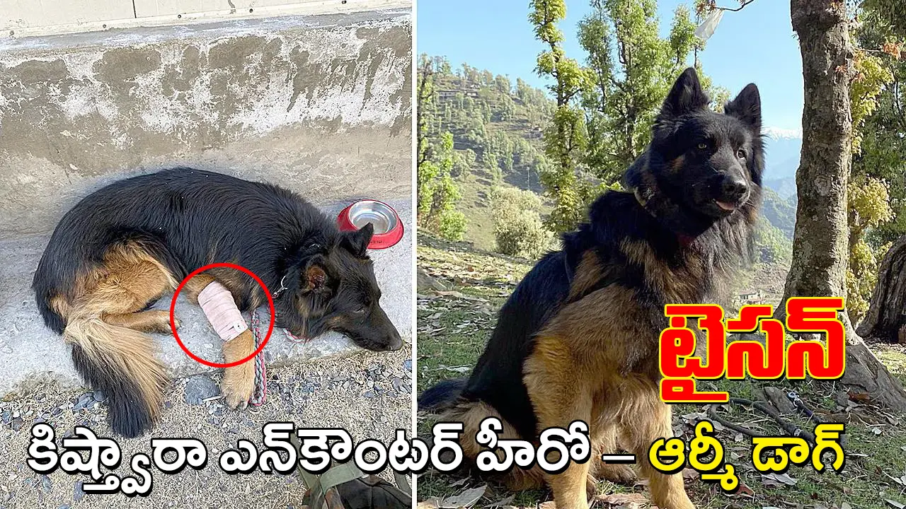 Army Dog Tyson | మొదటి బుల్లెట్​ తనకే.. అయినా మోస్ట్​వాంటెడ్​ను పట్టించేంతవరకు తగ్గలేదు : శునక ‘సైనికుడు’ టైసన్ వీరగాథ