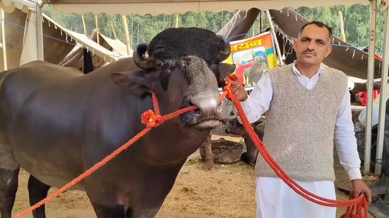 Kuber | కుబేర్ వీర్యంతో.. నెల‌కు రూ. 20 ల‌క్ష‌ల వ‌ర‌కు ఆదాయం..!