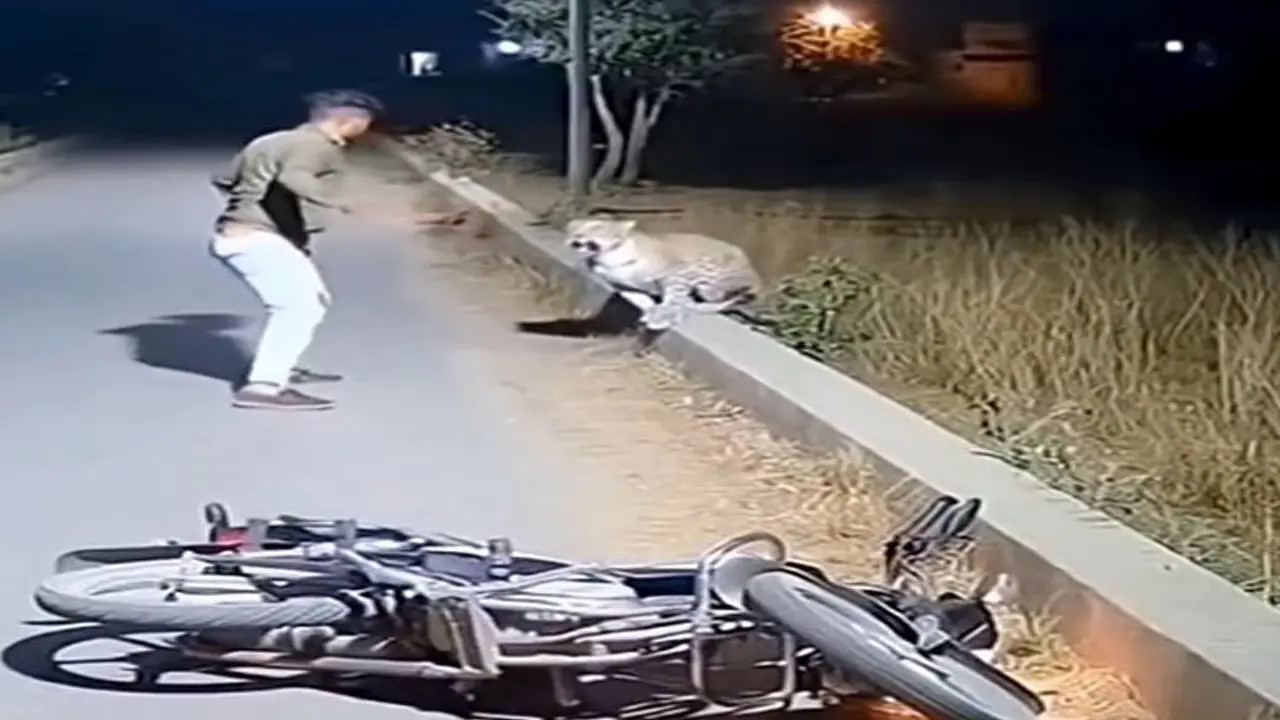 Leopard Attack | షాకింగ్‌.. బైక‌ర్‌పైకి దూకిన చిరుత‌.. అత‌డు ఏం చేశాడో చూడండి..?