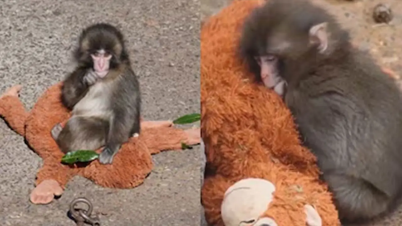 Baby Monkey Punch : పంచ్ కోతి పిల్లకు అమ్మ దొరికింది..?