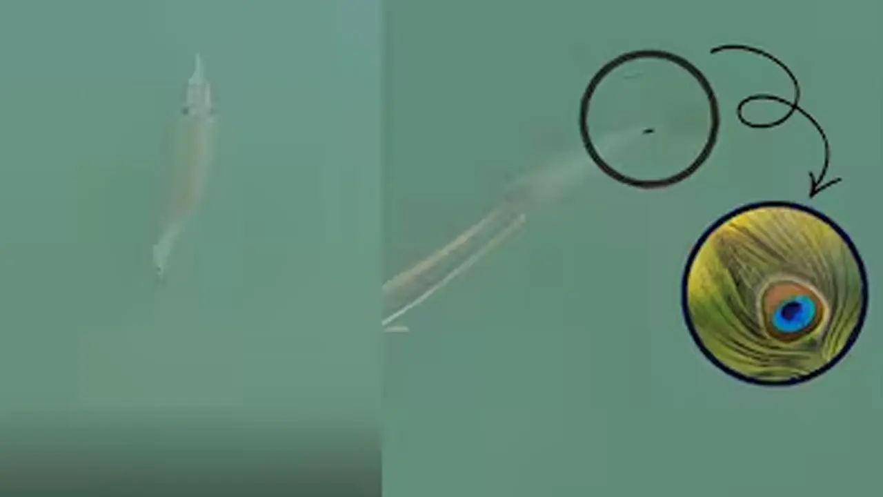 Peacock Tail Fish : సముద్రంలోని ద్వారకలో నెమలి పింఛంతో చేపలు.. వైరల్ వీడియో