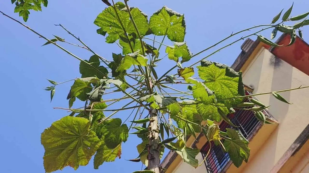 Okra Tree | ఇది బాహుబ‌లి బెండకాయ.. చూస్తే మ‌తి పోవాల్సిందే..!