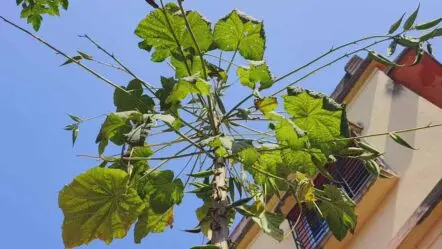 Okra Tree | ఇది బాహుబ‌లి బెండకాయ.. చూస్తే మ‌తి పోవాల్సిందే..!