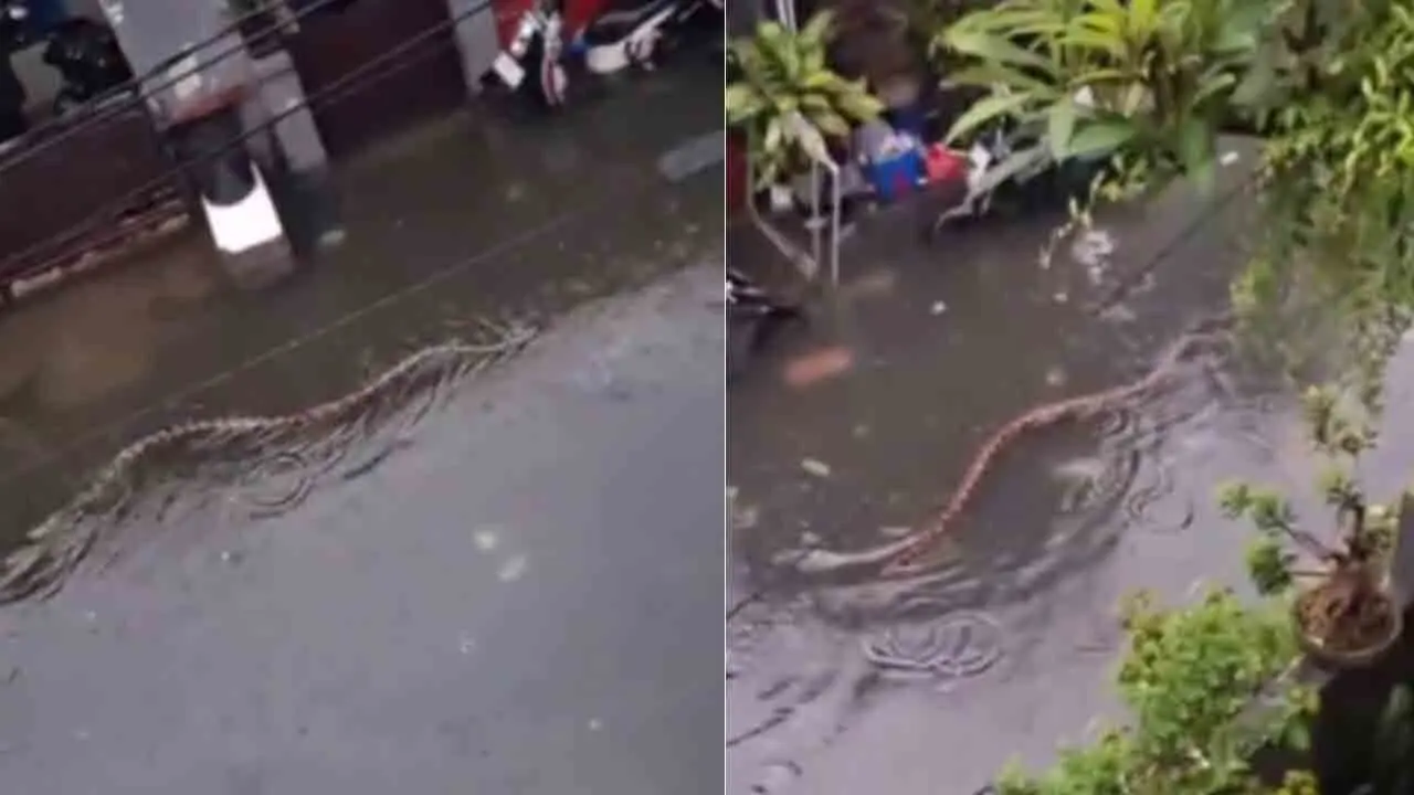 Python : న‌గ‌ర వీధుల్లో భారీ కొండ‌చిలువ‌.. ఎలా తిరుగుతోందో చూడండి