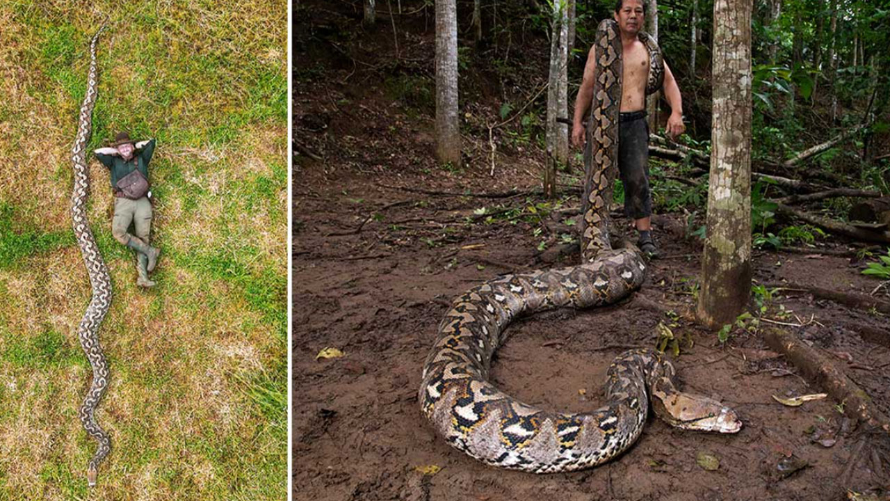 World Largest Python| ప్రపంచంలోనే అతిపెద్ద కొండ చిలువ దొరికేసింది!