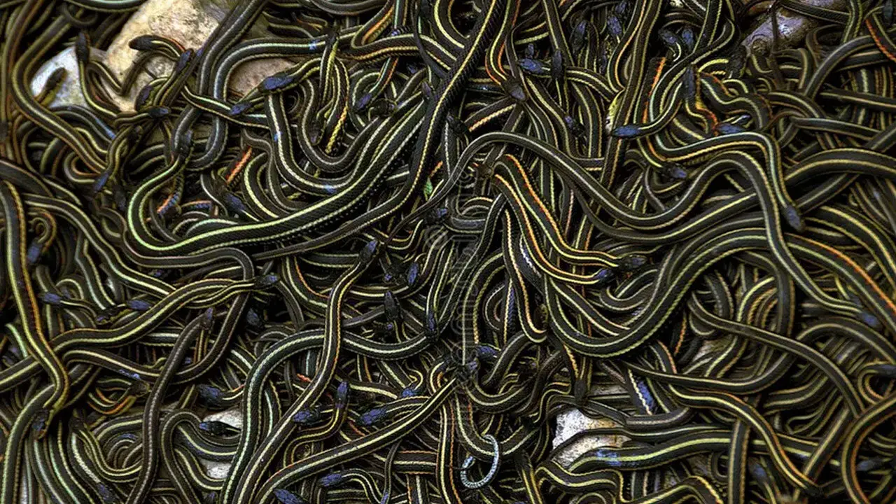 Narcisse Snake Dens | మైనస్‌ 30 డిగ్రీల చలి.. భూగర్భంలో ఒకే చోట లక్షకుపైగా పాములు..