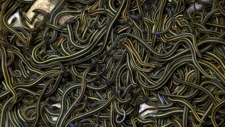Narcisse Snake Dens | మైనస్‌ 30 డిగ్రీల చలి.. భూగర్భంలో ఒకే చోట లక్షకుపైగా పాములు..
