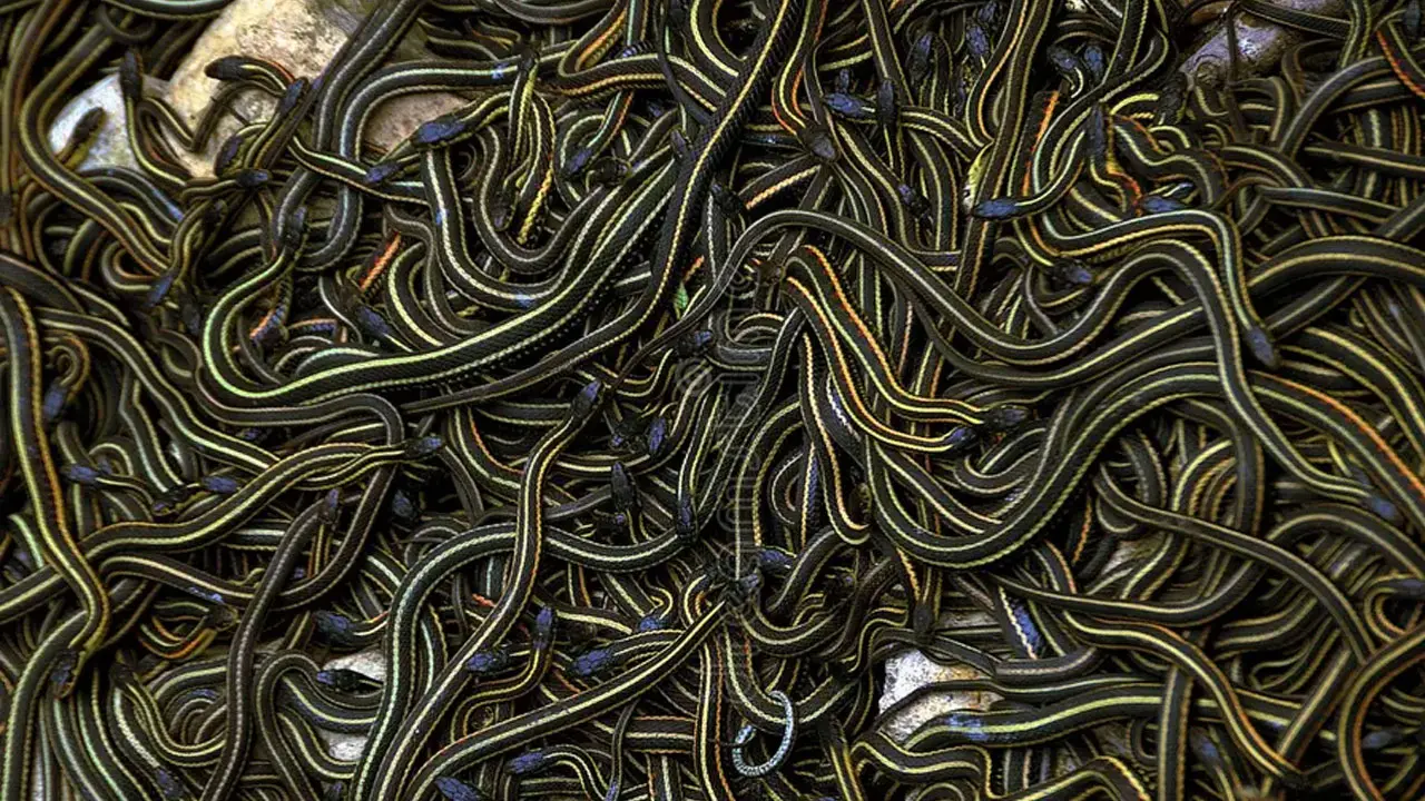 Narcisse Snake Dens | మైనస్‌ 30 డిగ్రీల చలి.. భూగర్భంలో ఒకే చోట లక్షకుపైగా పాములు..