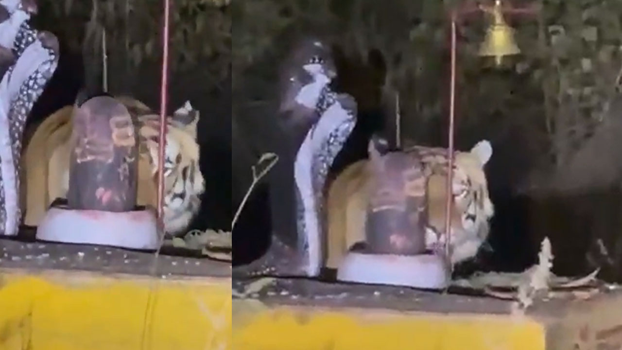 Tiger Bowing To Shiva Lingam