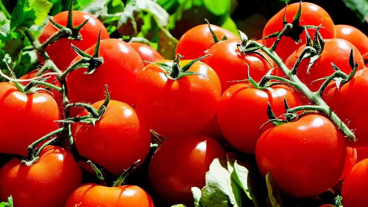 Tomato Price | కూర‌గాయ‌ల ధ‌ర‌లు ప‌త‌నం.. మ‌రింత దిగ‌జారిన ట‌మాటా ధ‌ర‌