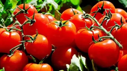 Tomato Price | కూర‌గాయ‌ల ధ‌ర‌లు ప‌త‌నం.. మ‌రింత దిగ‌జారిన ట‌మాటా ధ‌ర‌