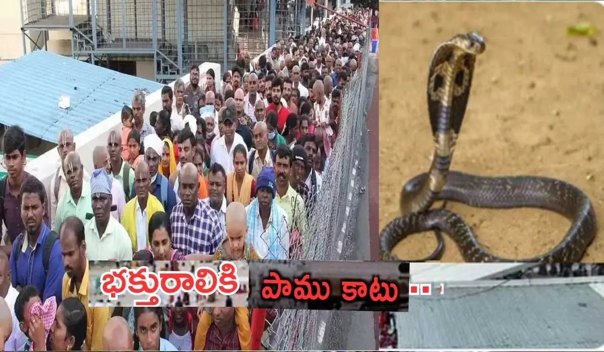 Tirumala Snake Bite| తిరుమల క్యూలైన్ లో భక్తురాలికి పాముకాటు !