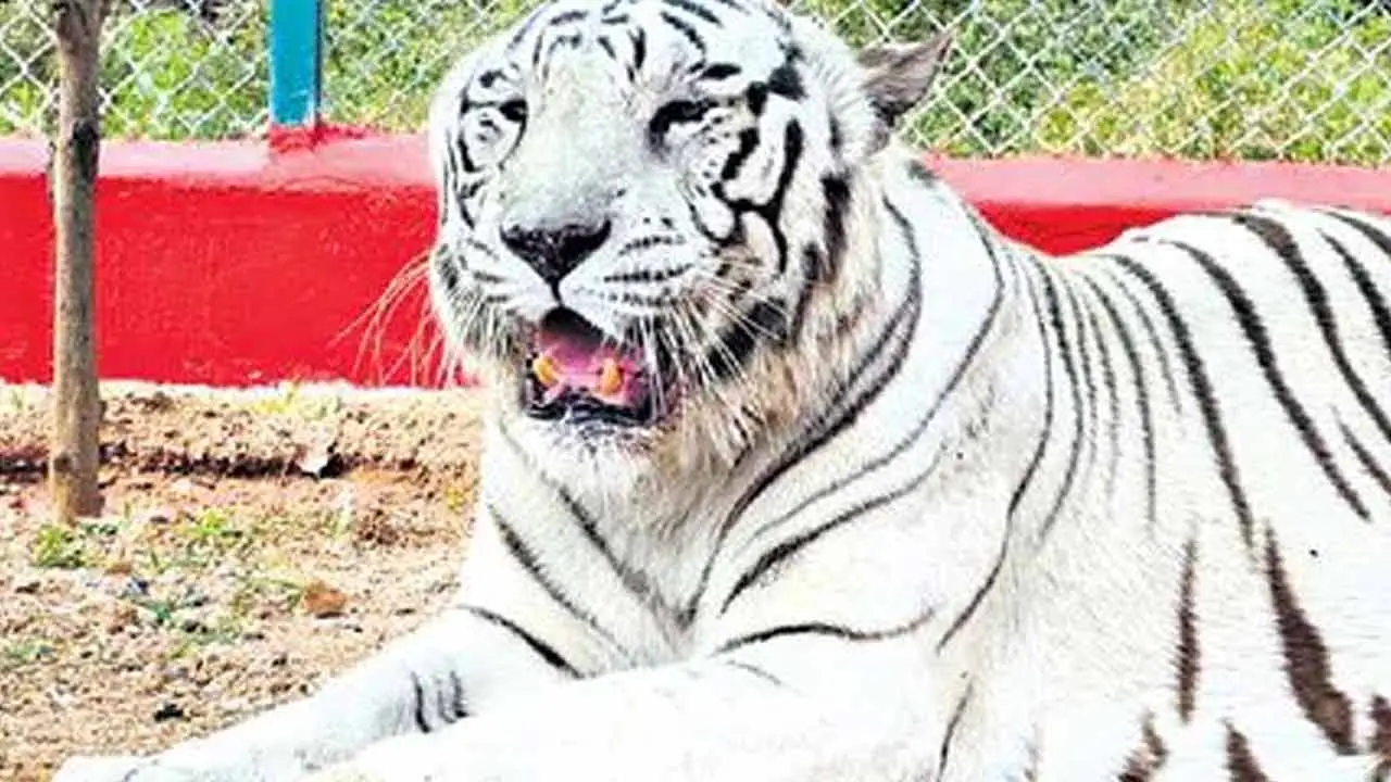 Tiger Dies | తెల్ల‌పులికి గుండెపోటు.. హనుమ‌కొండ జూ పార్కులో విషాదం