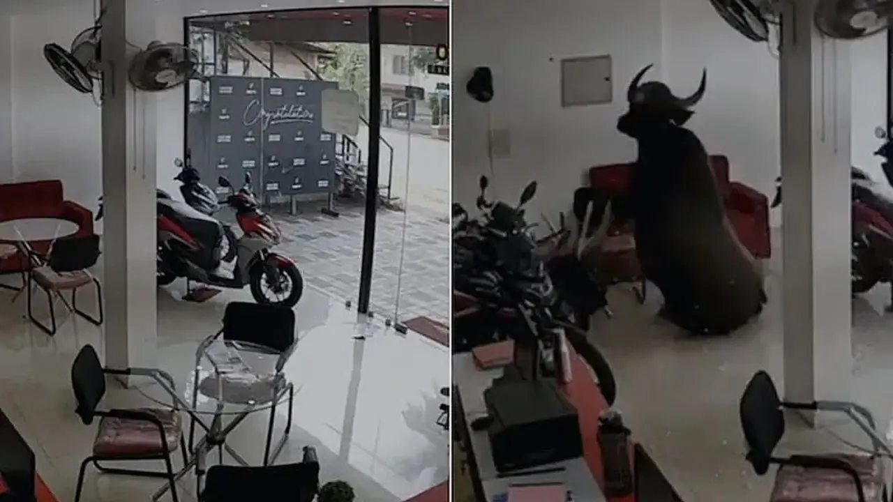 Wild Buffalo In Bike Showroom : బైక్‌ షోరూమ్‌లోకి దూసుకెళ్లిన అడవి దున్న.. తర్వాత ఏమైందంటే..?