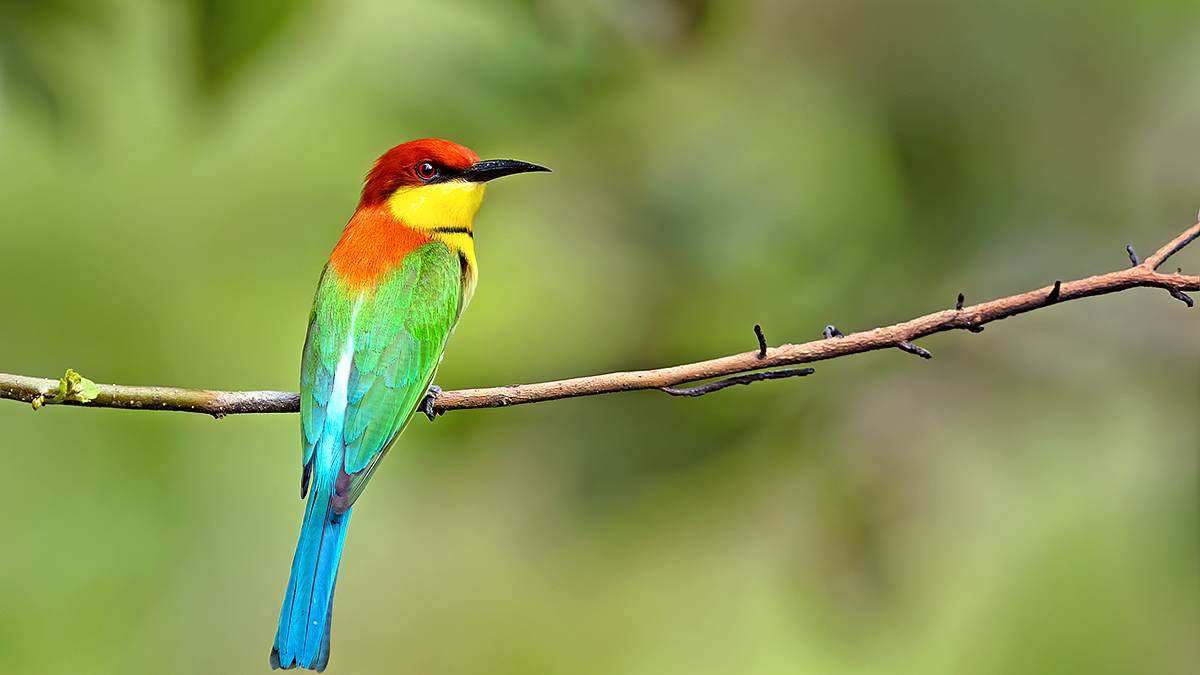 Chestnut-headed bee eater bird perched on a branch showing vibrant green, yellow and chestnut colors
