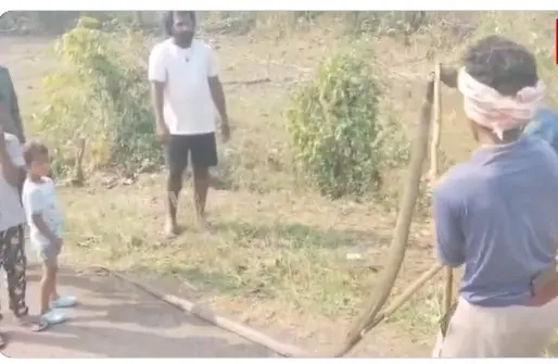 King Cobra India| అవగాహన లేక 15 అడుగుల కింగ్ కోబ్రాను కొట్టిచంపారు