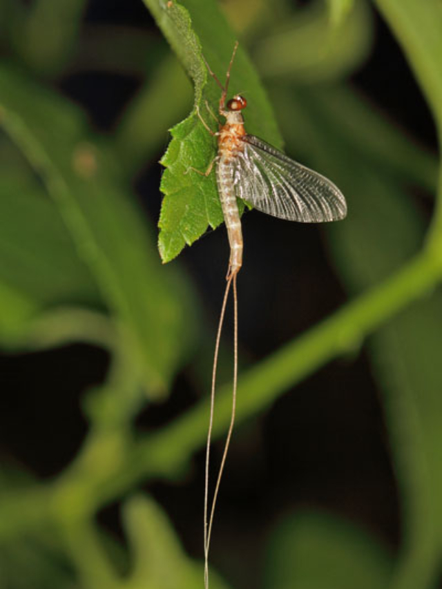 అతి తక్కువ ఆయుష్షు ఉన్న జీవులు ఇవే..!  కొన్ని గంటల్లోనే చనిపోతాయి.