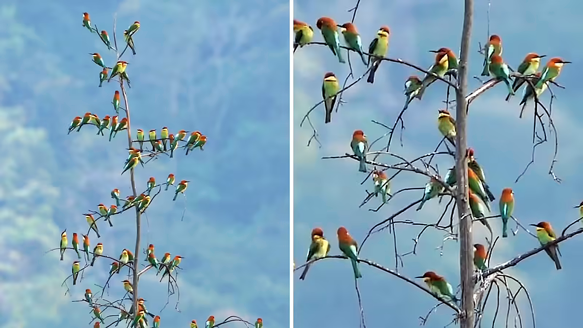 Chestnut-headed bee eaters perched on tree branches appearing like leaves