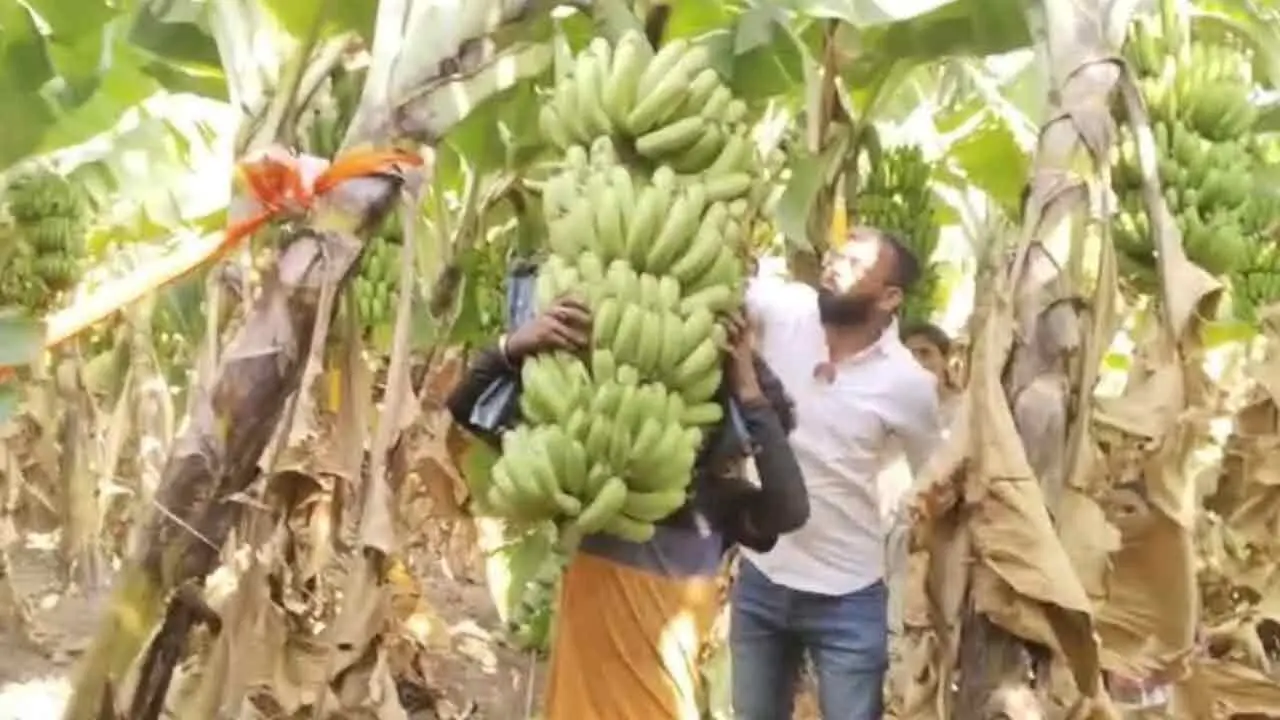 Banana Cultivation | రెండున్న‌ర ఎక‌రాల్లో 70 ట‌న్నుల అర‌టి పండ్ల ఉత్ప‌త్తి.. ఏడాదిలోపే రూ. 12 ల‌క్ష‌ల ఆదాయం