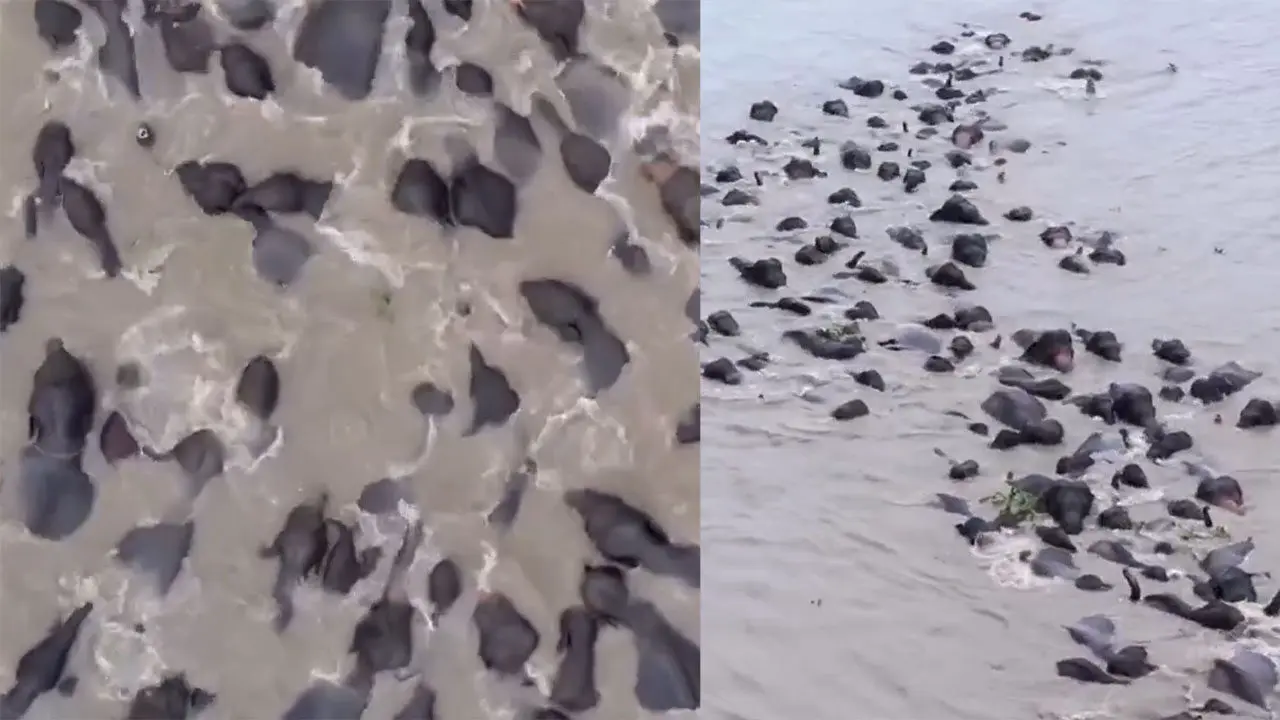 Elephants Herd Swimming : తాబేళ్లు కావు.. ఏనుగుల గుంపు వైరల్ వీడియో!