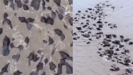 Elephants Herd Swimming : తాబేళ్లు కావు.. ఏనుగుల గుంపు వైరల్ వీడియో!