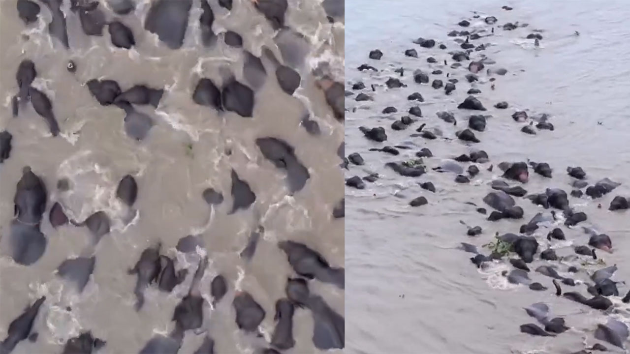 elephant herd swimming