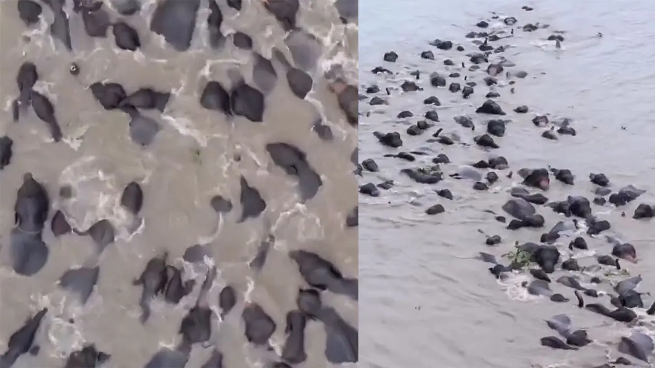 Elephants Herd Swimming : తాబేళ్లు కావు.. ఏనుగుల గుంపు వైరల్ వీడియో!