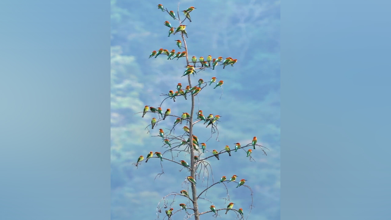 Birds Tree