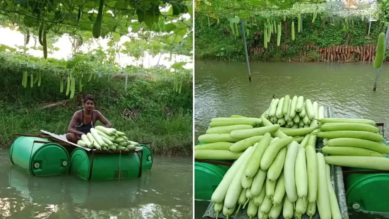 Odisha Young Farmer | కింద చేప‌ల చెరువు.. పైన సొర‌కాయ‌ల సాగు.. ఏడాదికి రూ. 8 ల‌క్ష‌ల ఆదాయం