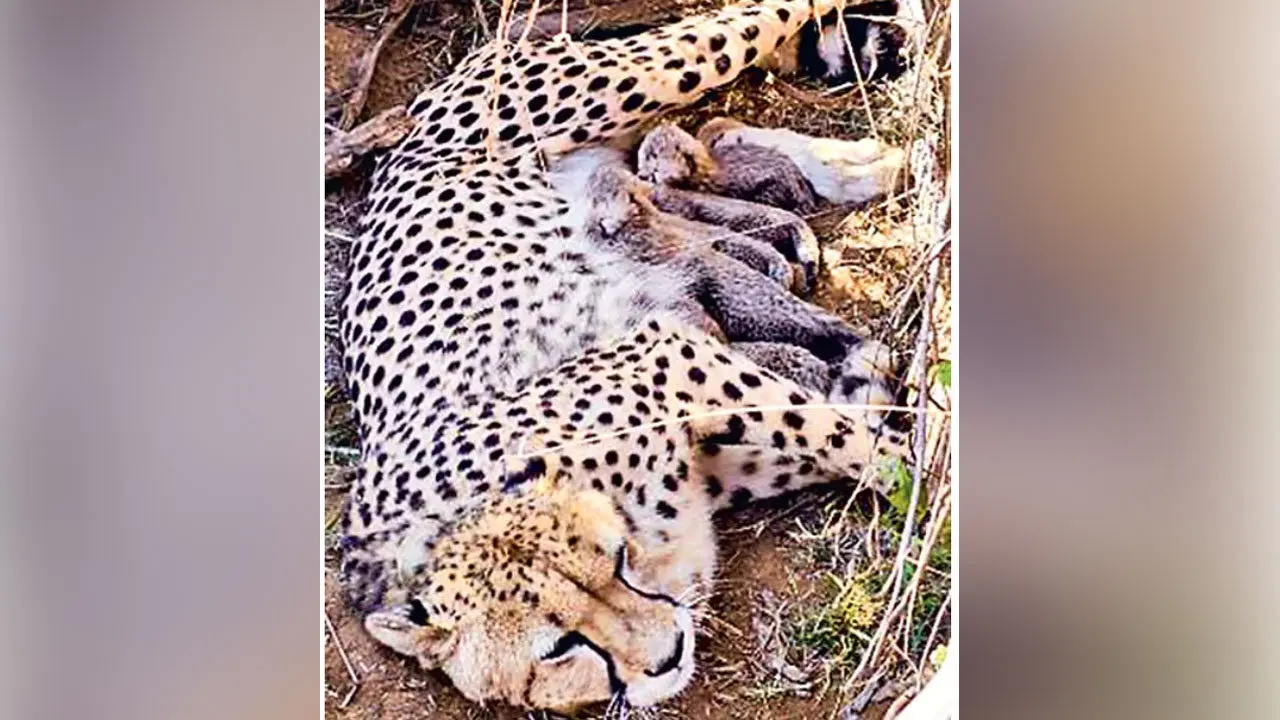 Cheetah Project| కునో పార్కులో 5 చీతాలకు జన్మనిచ్చిన జ్వాలా