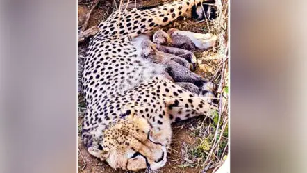 Cheetah Project| కునో పార్కులో 5 చీతాలకు జన్మనిచ్చిన జ్వాలా