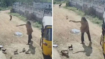Woman kills Puppies In Tamil Nadu | అమానుషం..కుక్క పిల్లలను గోడకు కోట్టి చంపిన మహిళ