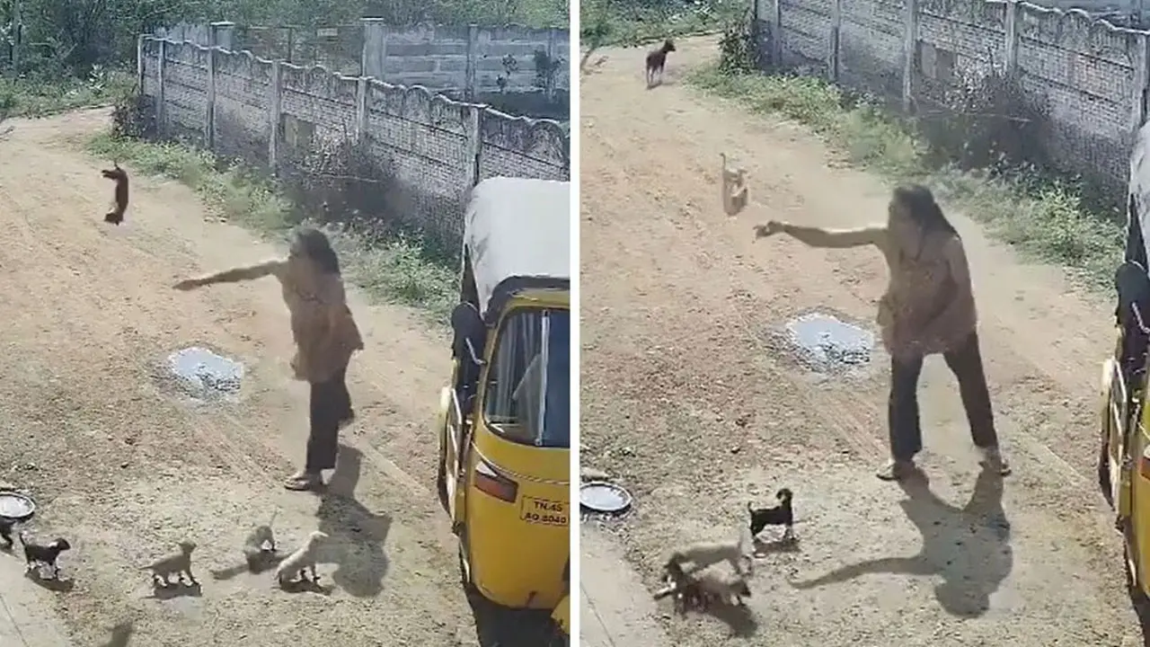 Woman kills Puppies In Tamil Nadu | అమానుషం..కుక్క పిల్లలను గోడకు కోట్టి చంపిన మహిళ