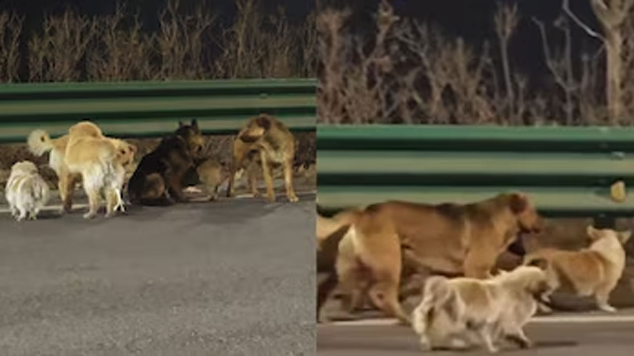 China Dogs Escape Story