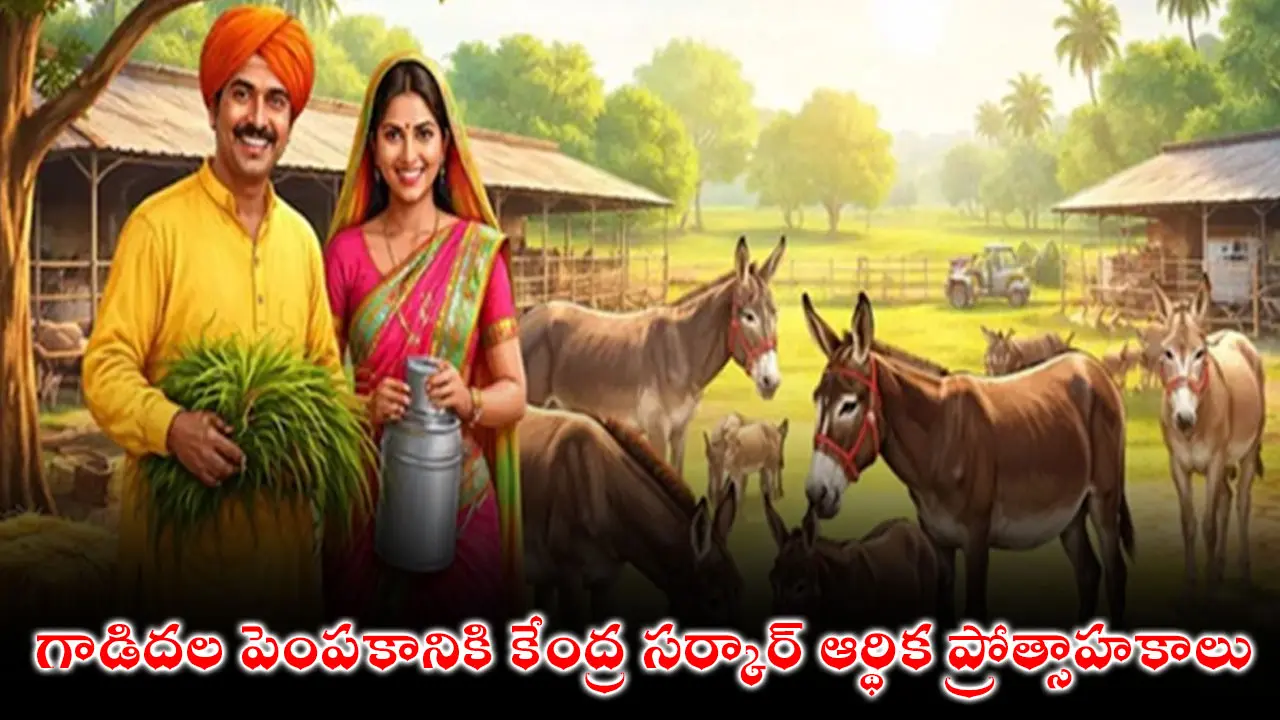 Donkey Farming | మీకు తెలుసా…గాడిదల పెంపకానికి కేంద్ర సర్కార్ ఆర్థిక ప్రోత్సాహకాలు!