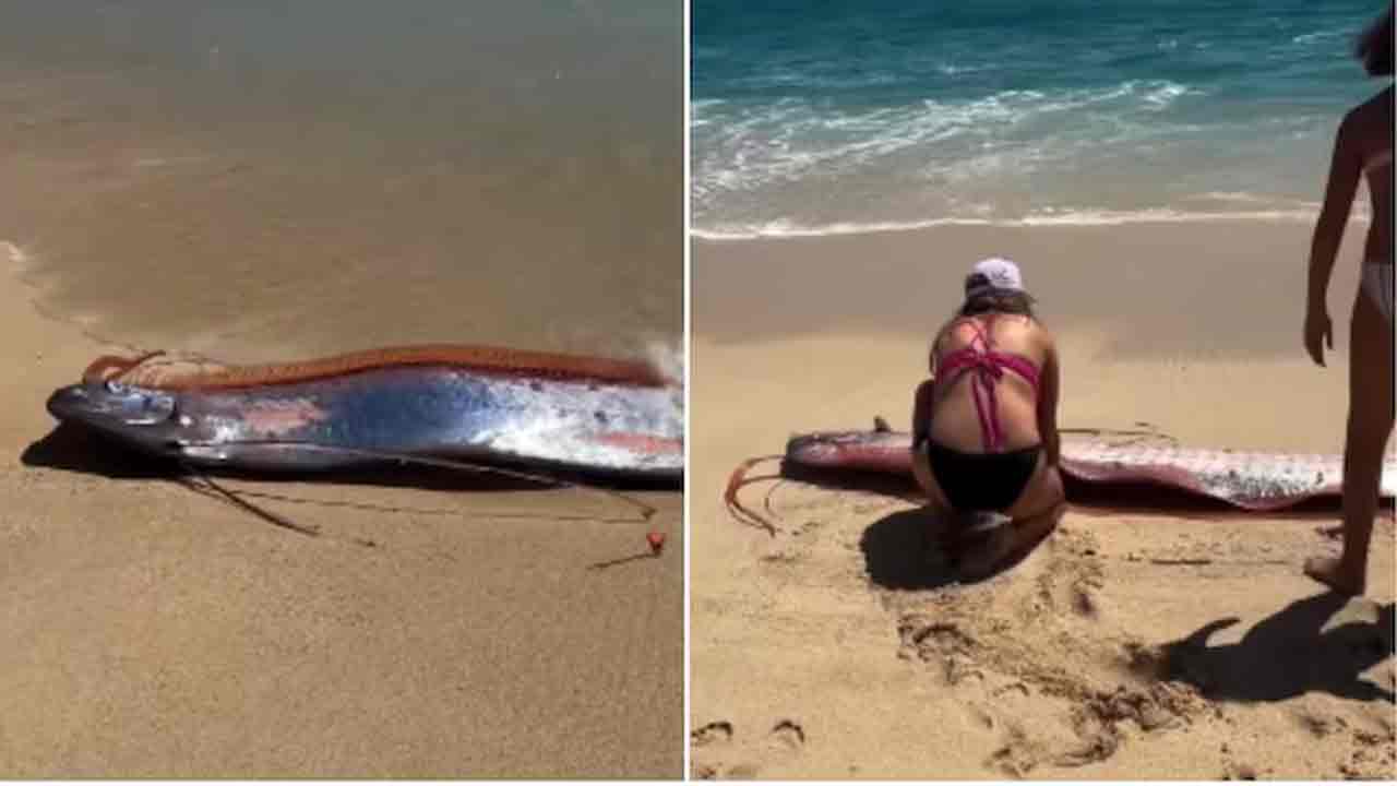 rare oarfish aka doomsday fish found on mexico beach