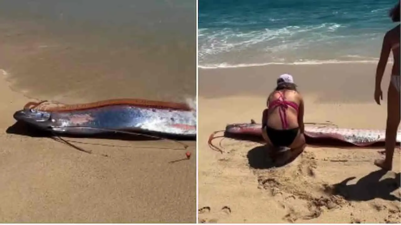 Doomsday Fish | మెక్సికో బీచ్‌కు కొట్టుకొచ్చిన డూమ్స్‌డే చేపలు.. భారీ విపత్తు ముంచెత్తనుందా?
