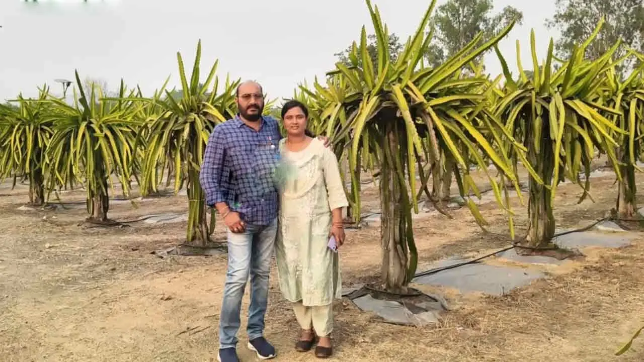 Dragon Fruit Farming | పాత టైర్ల‌తో ‘డ్రాగ‌న్ ఫ్రూట్’ సాగు.. ఏడాదికి రూ. 40 ల‌క్ష‌లు సంపాదిస్తున్న భార్యాభ‌ర్త‌లు
