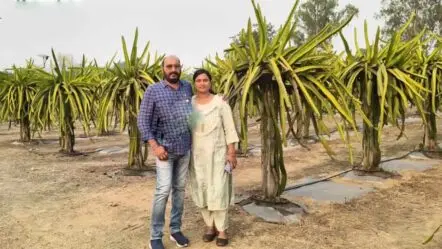 Dragon Fruit Farming | పాత టైర్ల‌తో ‘డ్రాగ‌న్ ఫ్రూట్’ సాగు.. ఏడాదికి రూ. 40 ల‌క్ష‌లు సంపాదిస్తున్న భార్యాభ‌ర్త‌లు