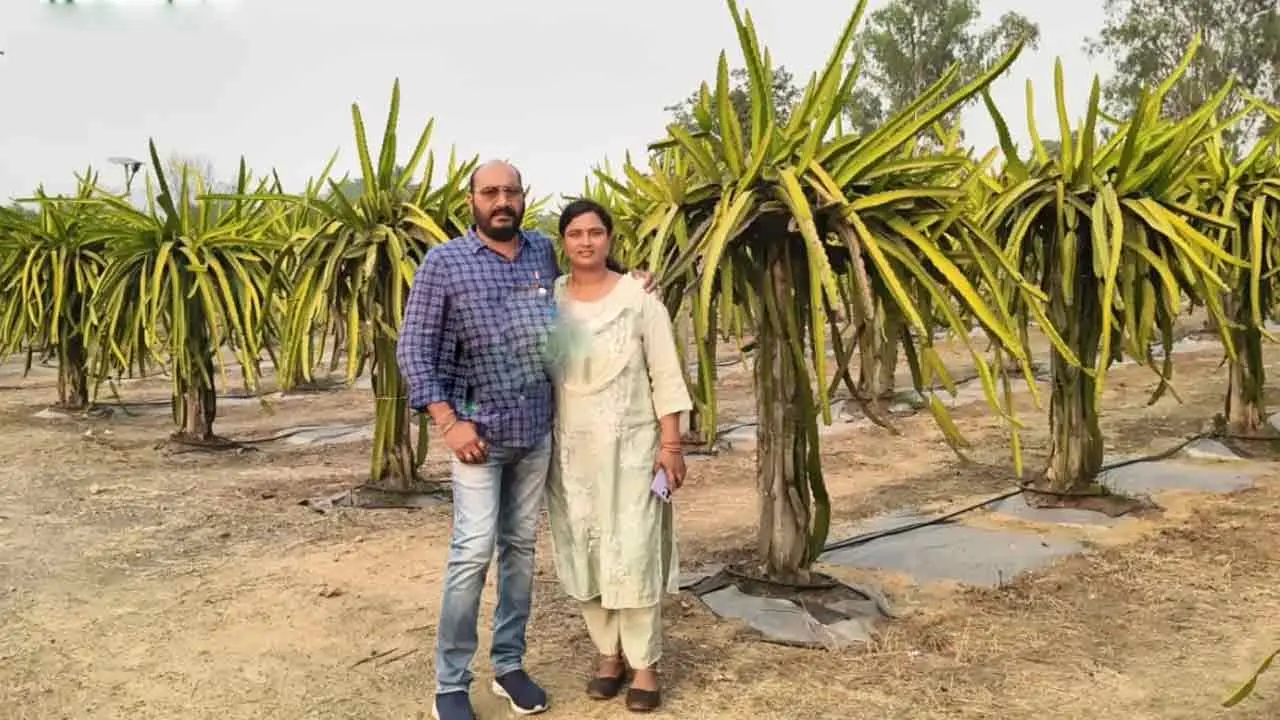 Dragon Fruit Farming | పాత టైర్ల‌తో ‘డ్రాగ‌న్ ఫ్రూట్’ సాగు.. ఏడాదికి రూ. 40 ల‌క్ష‌లు సంపాదిస్తున్న భార్యాభ‌ర్త‌లు