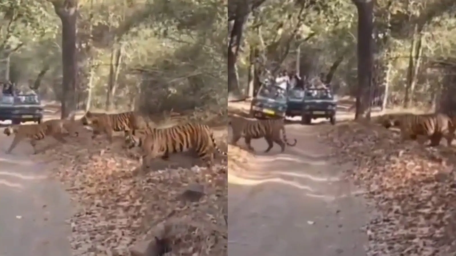 six tigers crossing road| అరుదైన అద్బుతం..ఒకేసారి రోడ్డుపై ఆరు పులులు